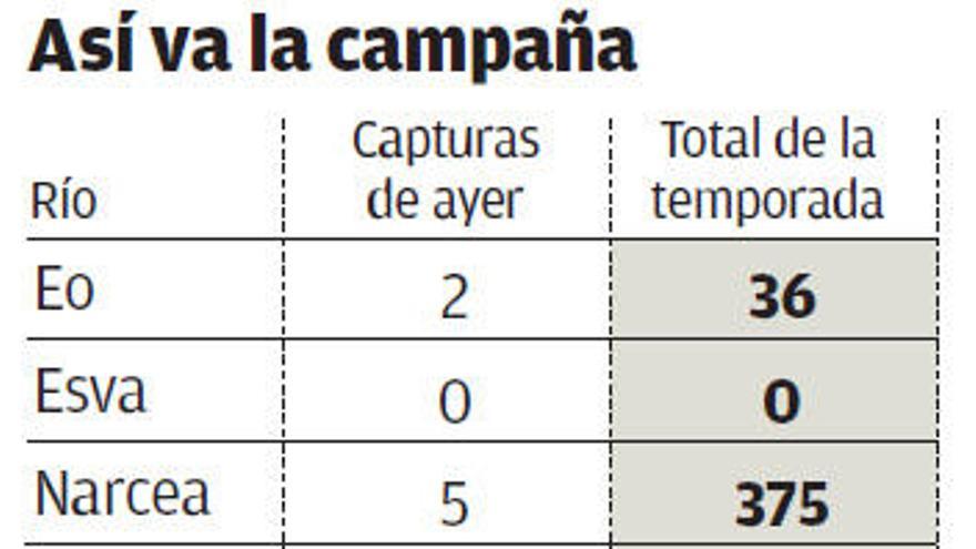 La jornada deja diez salmones en Asturias, cinco en el Narcea