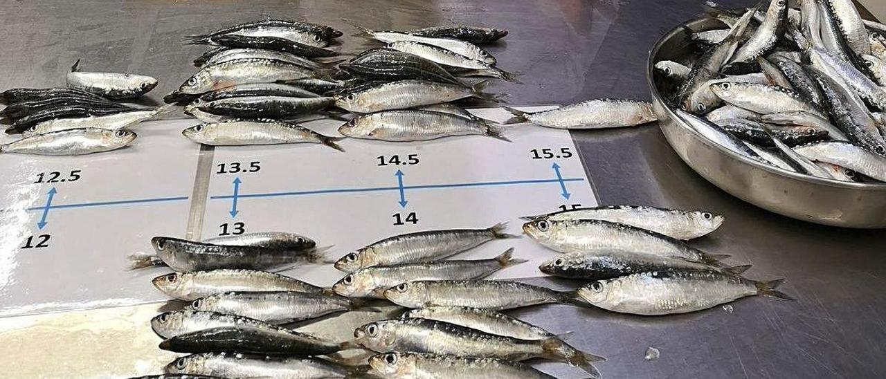 Las sardinas de Alicante son las que más microplásticos tragan del Mediterráneo