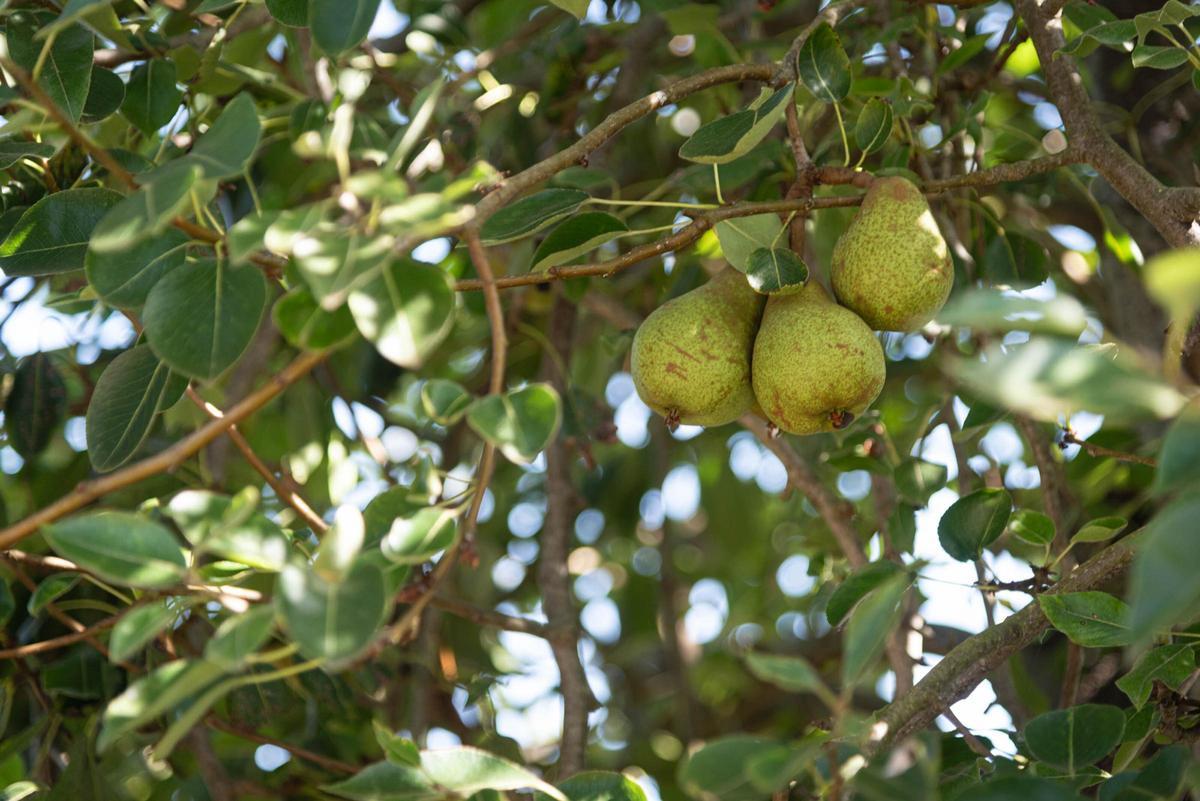 Tenerife Vaciada: Hoya de Pablos, Los Realejos