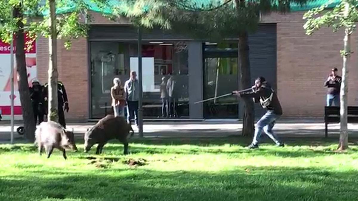 Dos crías de jabalí se pasean dos horas por la Meridiana de Barcelona.