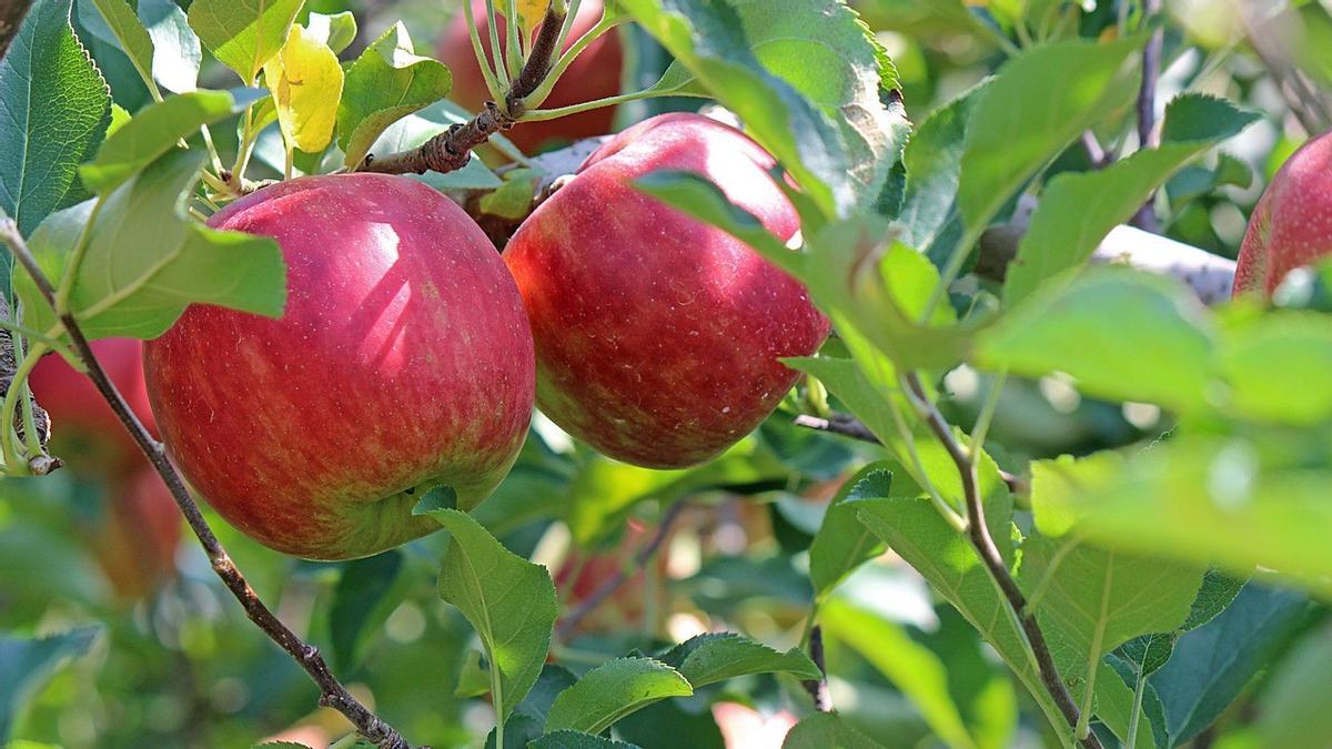 Las manzanas son el ingrediente principal de esta una receta de ensalada fácil y nutritiva perfecta para el verano