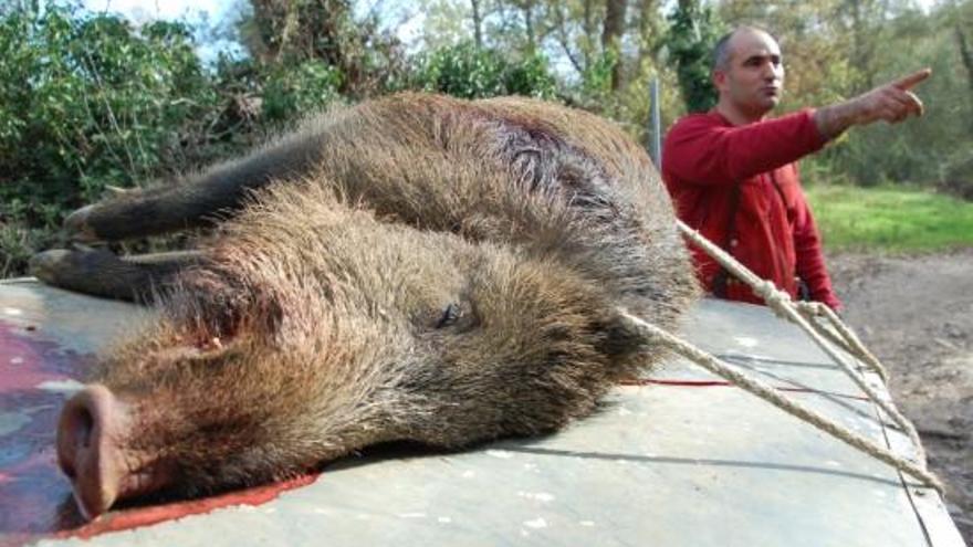 Un senglar abatut per una colla de caçadors.