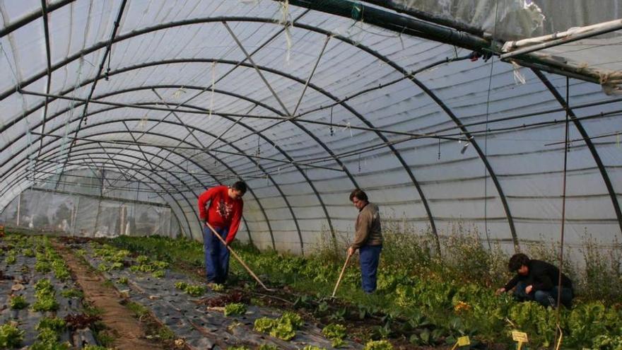 Trabajadores, de faena, en Finca El Cabillón.