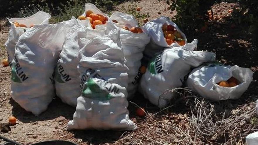 Frustran tres intentos de robo de 1.500 kilos de naranja en 48 horas