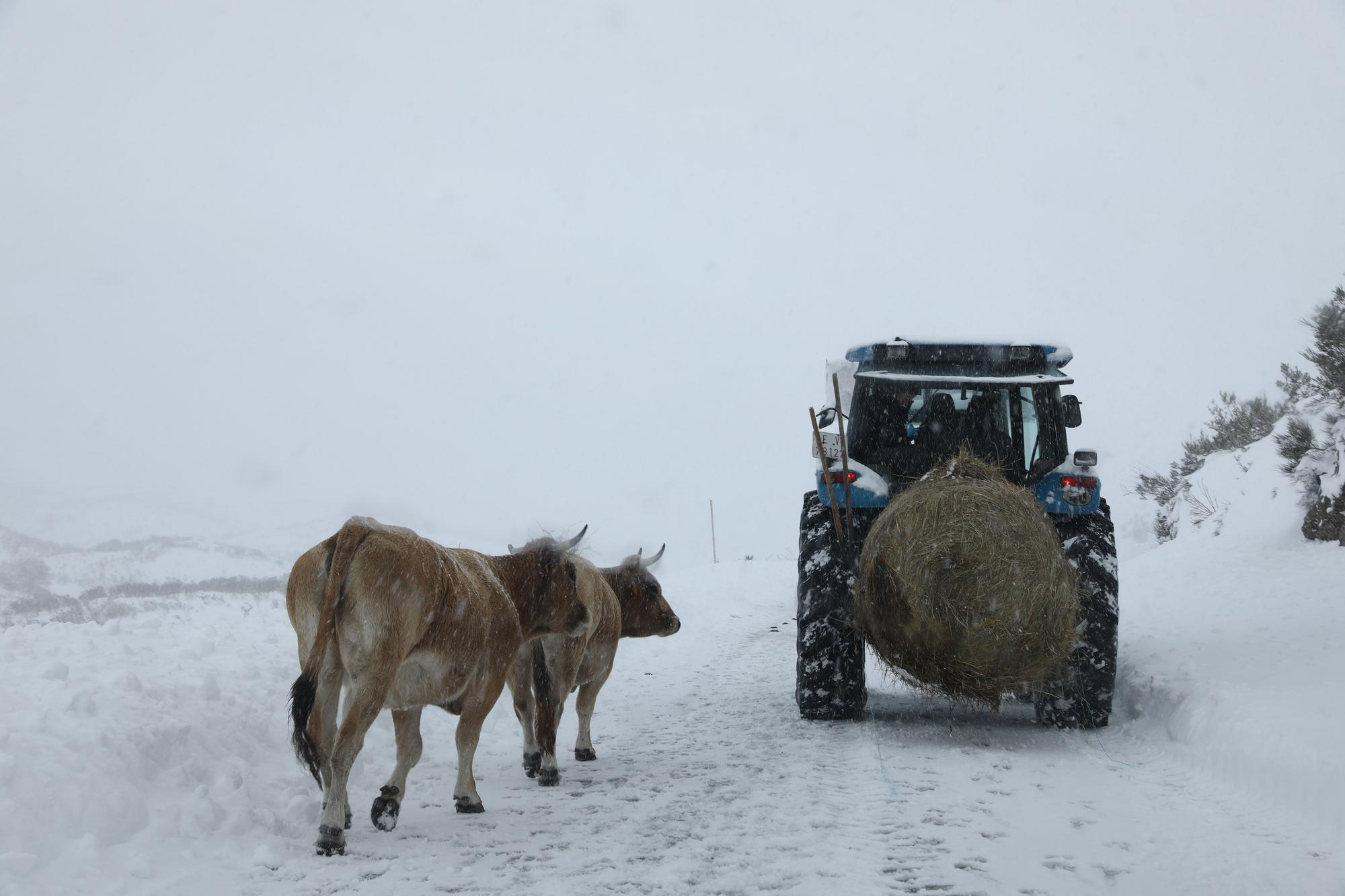 El Puerto de Somiedo, bajo la nevadona “de noviembre a marzo”