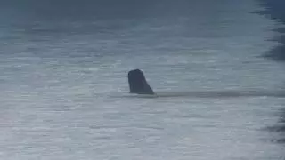 Un 'fast ferry' ha colisionado contra un cachalote cerca de Tenerife