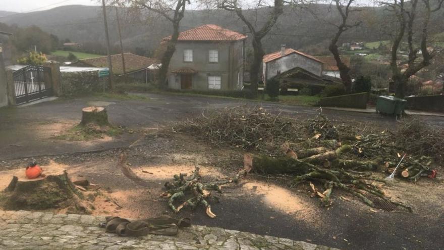 Polémica tala de unos carballos centenarios junto a la iglesia de Bragade, en Oza-Cesuras