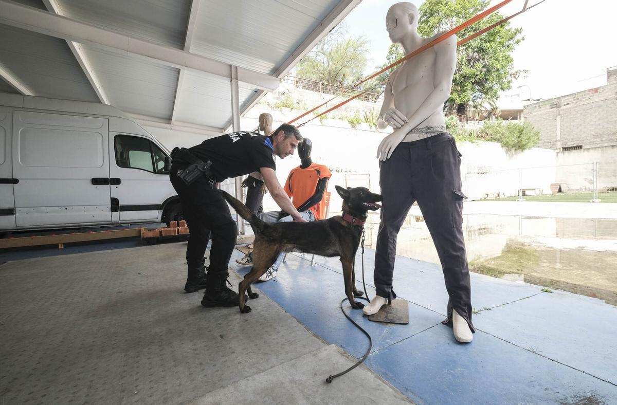 Los perros del Grupo de Guías Caninos (UCAPOL) de la Policía Local de Las Palmas de Gran Canaria, Cujo y Apolo