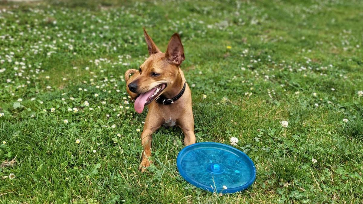 Las pelotas y los 'frisbees' son ideales para que tu perro haga ejercicio físico.