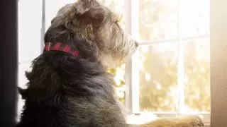 Patricia, educadora canina: “Si tu perro no duerme cuando se queda solo, podría tener problemas de estrés”