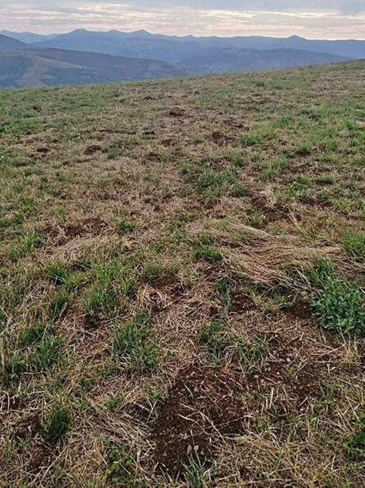 Uno de los campos afectados por la rata topo en El Acebo.