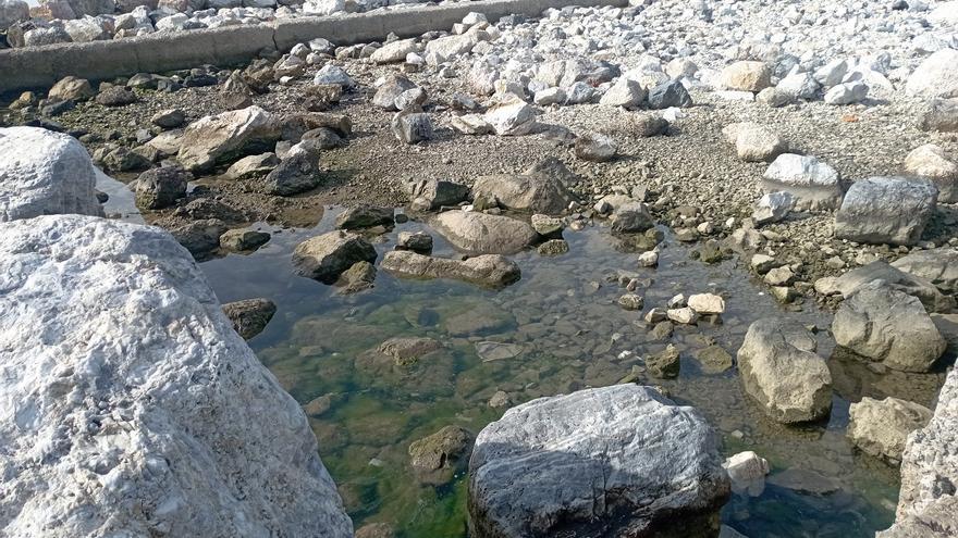 Nube de mosquitos y un ‘pecio’ en el espigón de La Térmica