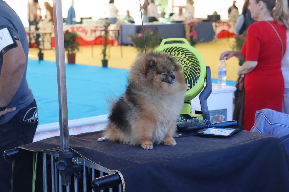 Feria del Perro de Archidona de 2024