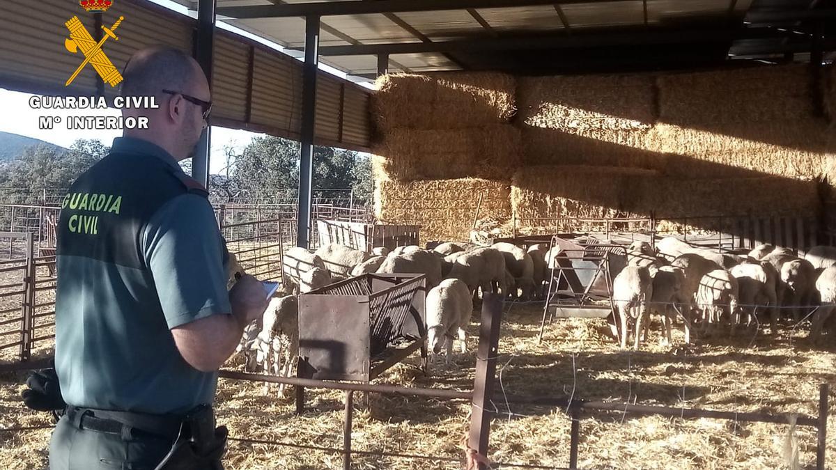 Ganado recuperado por la Guardia Civil.