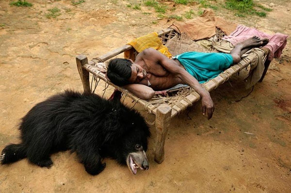 Ghasiram Kisan descansa amb Buddu, un ós d’un any i mig, a la casa familiar, a Lakhapada, a 350 quilòmetres de Bhubaneswar, l’Índia. L’ós vivia amb la família des de feia temps, fins que el 17 d’agost va ser capturat per agents de protecció d’animals de l’Estat.