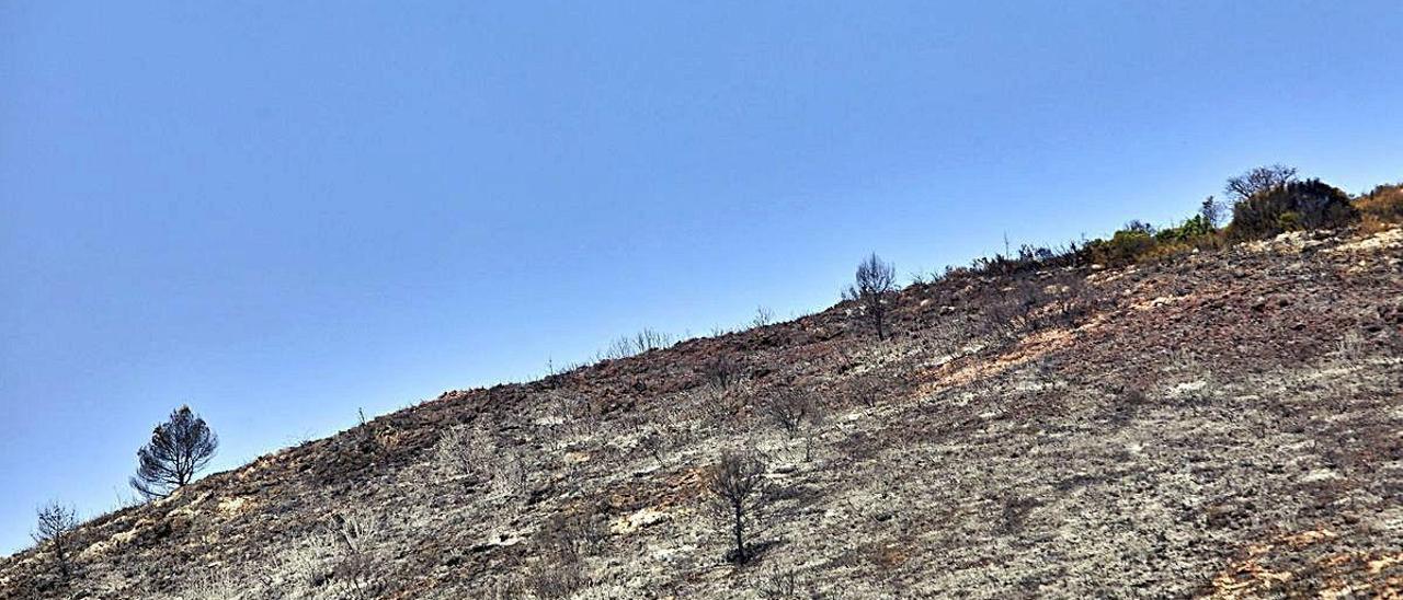 Zona calcinada donde se originó el incendio forestal de la Vall de la Gallinera, en la carretera entre Villalonga y l&#039;Orxa.
