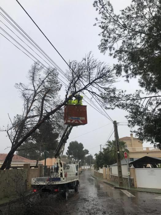 Imágenes del corte de una rama que afectaba al cableado eléctrico en Torrevieja.