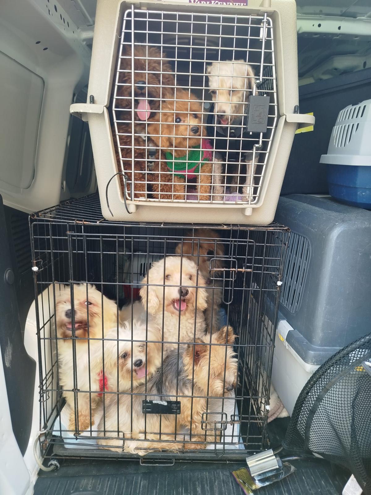 Los perros fueron confiscados y llevados al refugio de Benimàmet