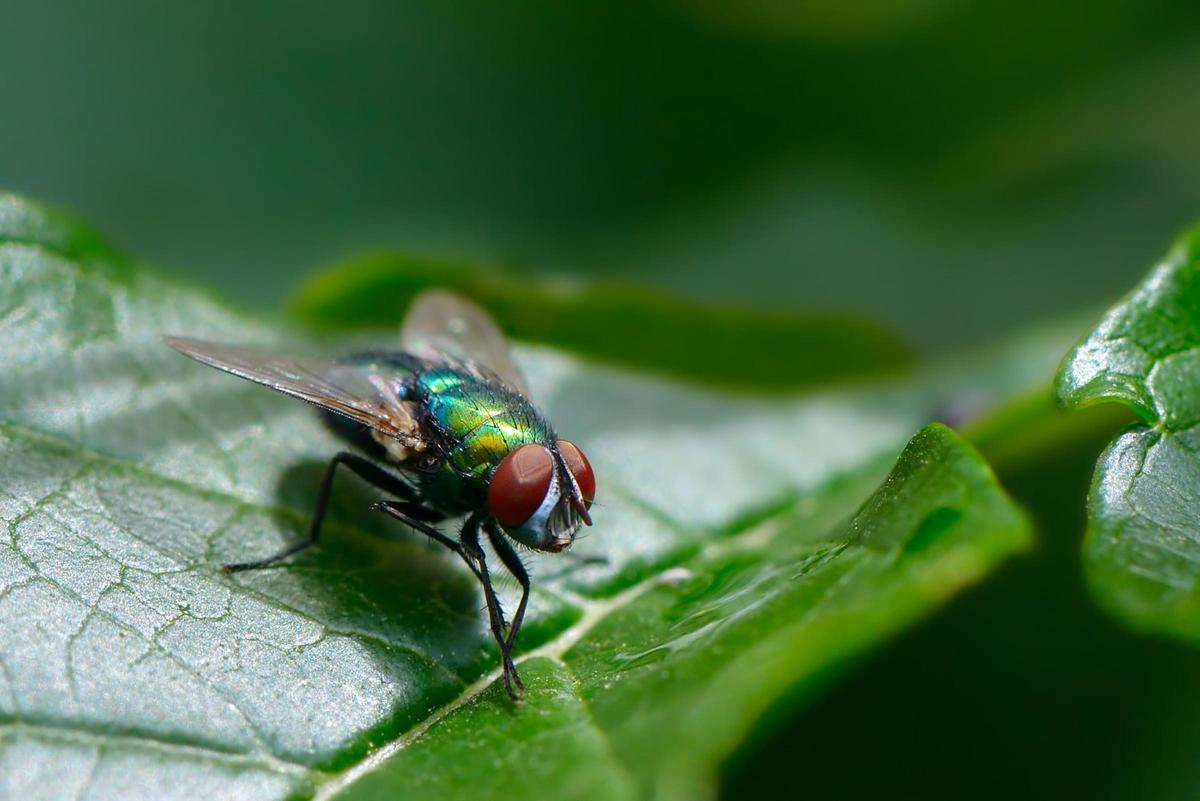 Una mosca sobre hoja verde