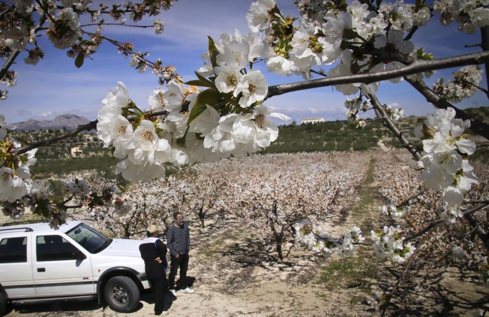 Cerezos en flor en Planes