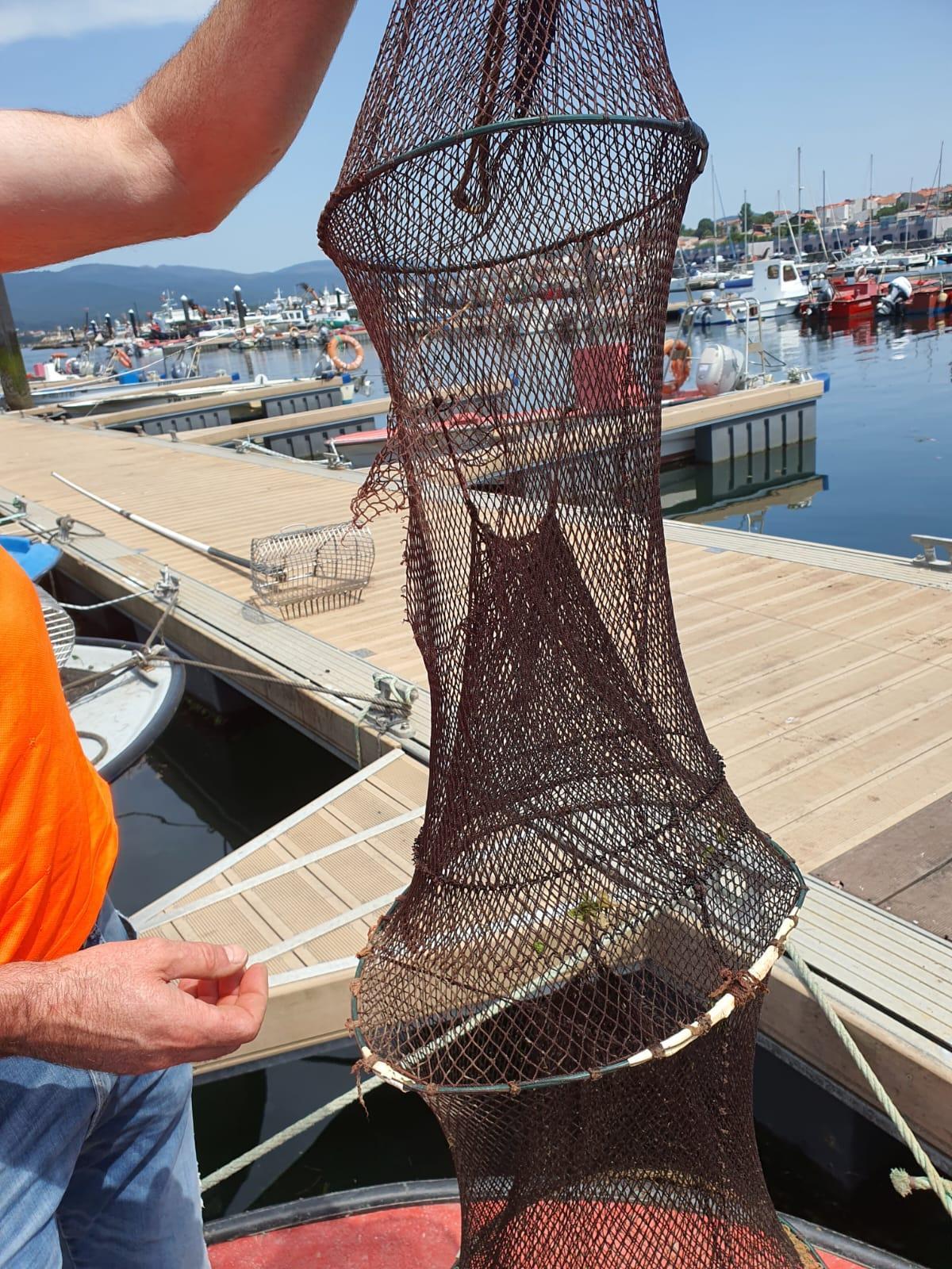 Nasas dañadas por los delfines en el río Ulla.