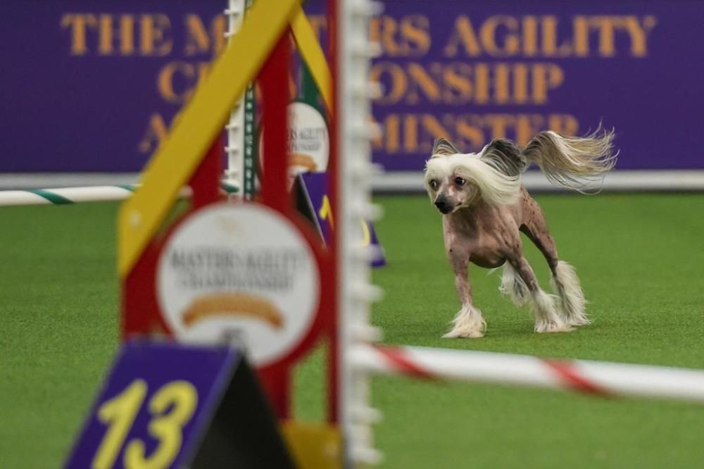 El Westminster Kennel Club, un dels shows de gossos de raça més importants del món