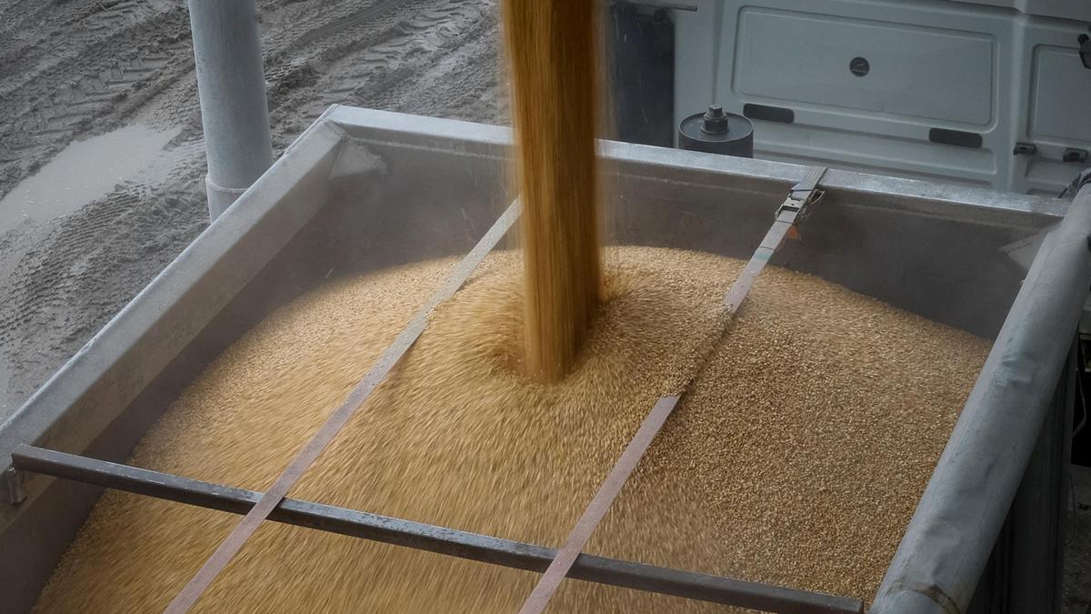 Grano cargado en un camión en un almacén de la localidad ucraniana de Bilohiria.