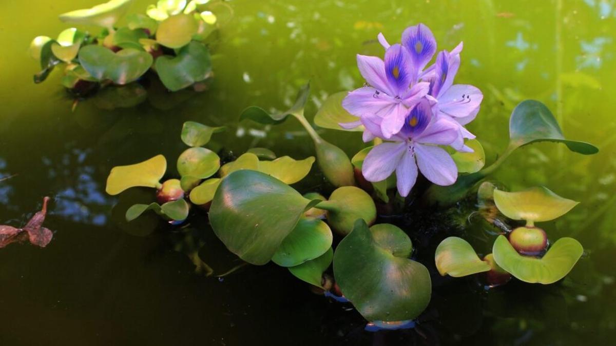 El camalote, una de las peores especies invasoras del mundo, llega al Guadalquivir