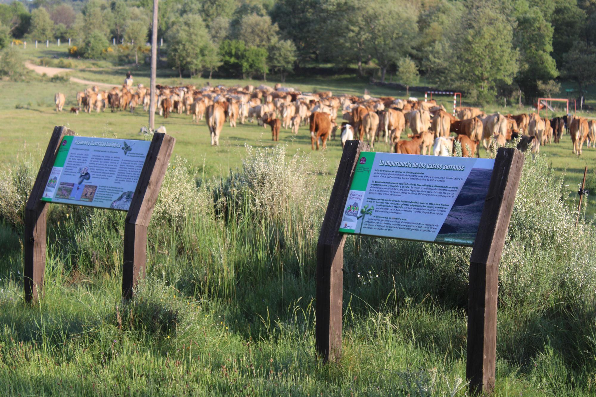 GALERÍA | Las vacas trashumantes mantienen vivo el Cordel Sanabrés