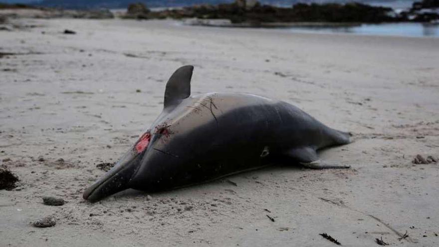 Ejemplar que apareció varado en la playa de Area da Cruz. // Muñiz