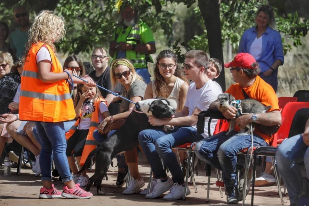 La asociación Peluditos de Son Reus ha celebrado el noveno desfile de perros en busca de adopción