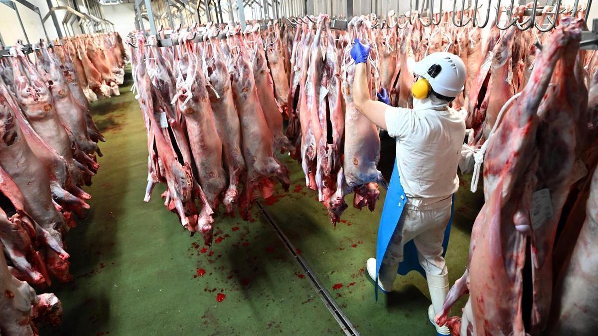 La fiesta del sacrificio duplica la demanda de corderos en Alicante