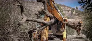 La superficie afectada por la Xylella alcanza ya las 152.900 hectáreas