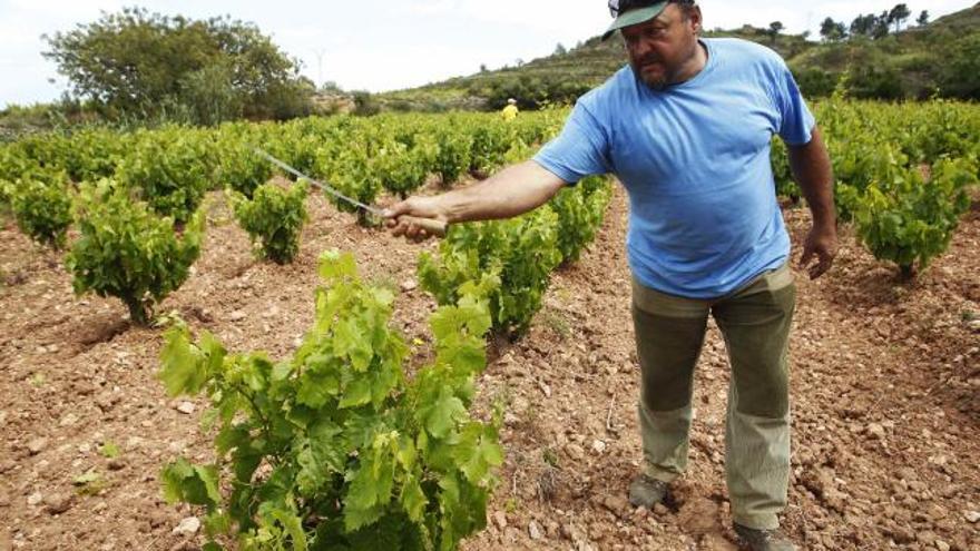 Ricardo Boix, propietario del campo donde se cometió el crimen.