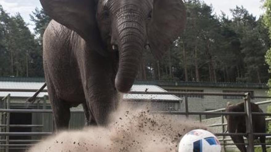 Nelly, una elefanta que endevina els resultats de l&#039;Eurocopa
