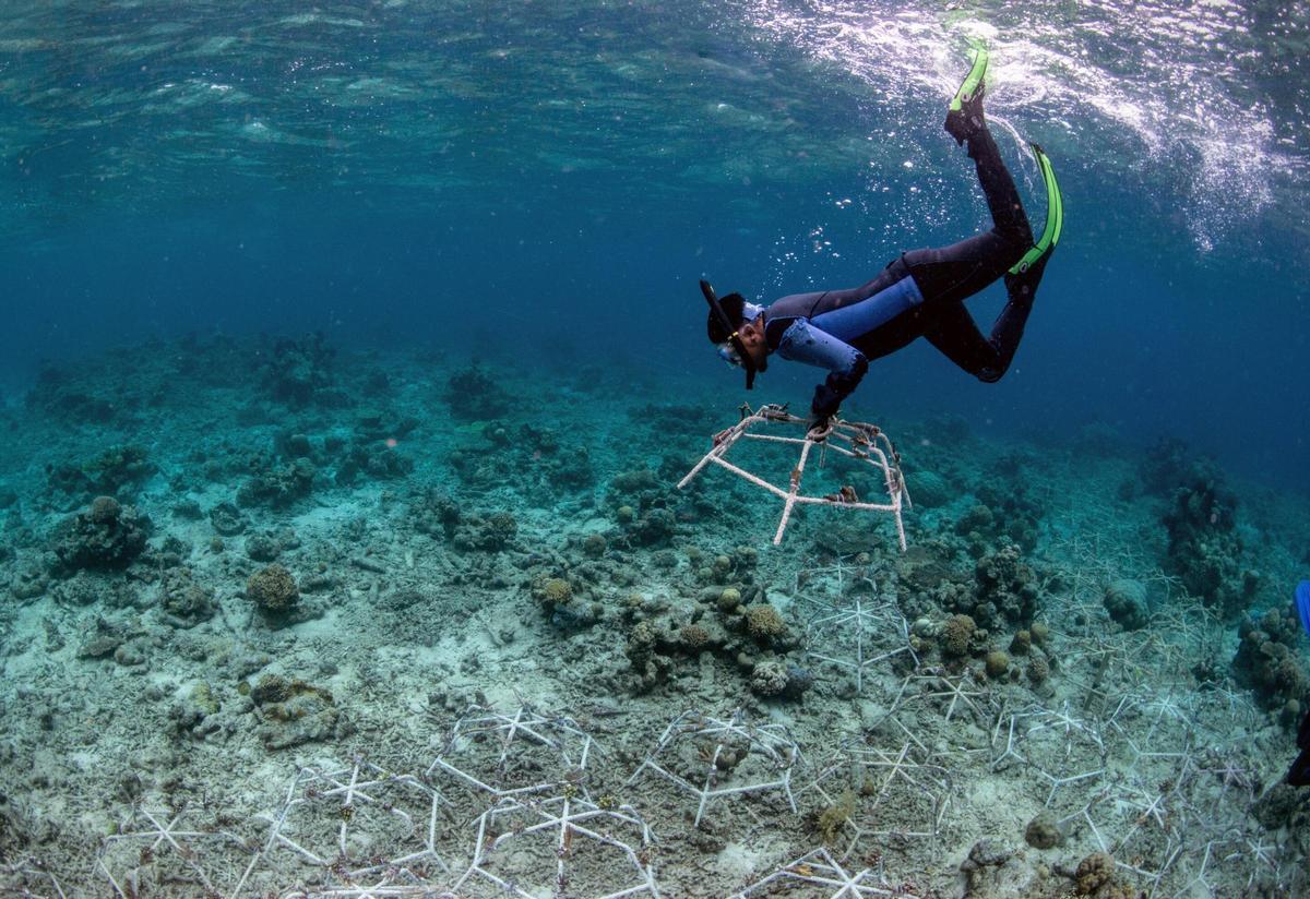 Los 'Reef Stars' se instalan en áreas degradadas para estabilizar los escombros sueltos e impulsar el rápido crecimiento de los corales.