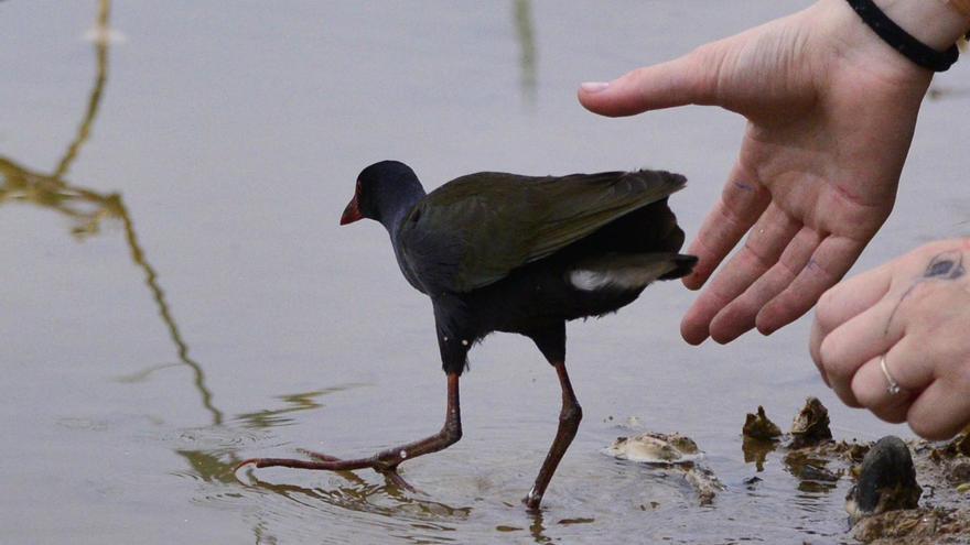 La charca de Maspalomas refuerza su biodiversidad con un calamón africano