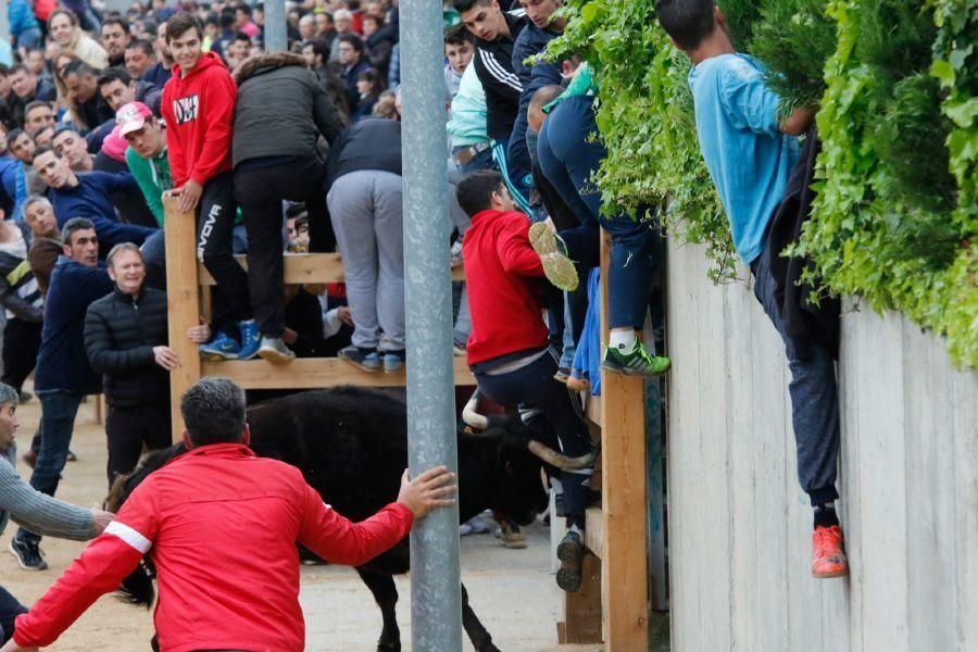 Encierros en Morales del Vino