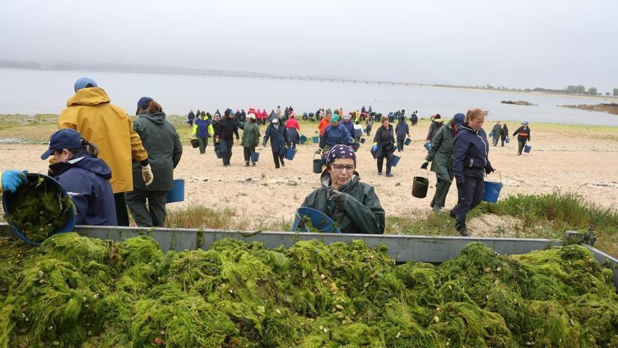 Las mariscadoras de A Illa retiran tres toneladas de algas de Riasón