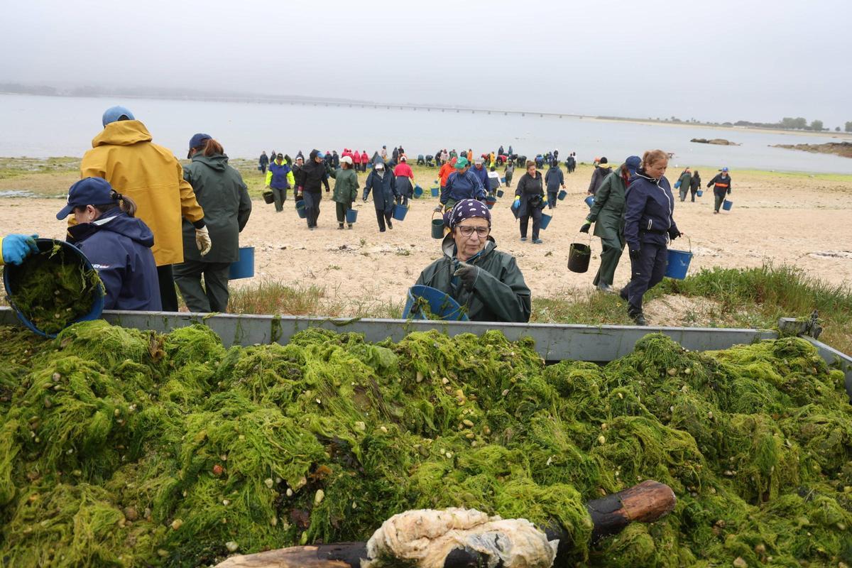 Las mariscadoras trabajaron en Riasón durante toda la mañana