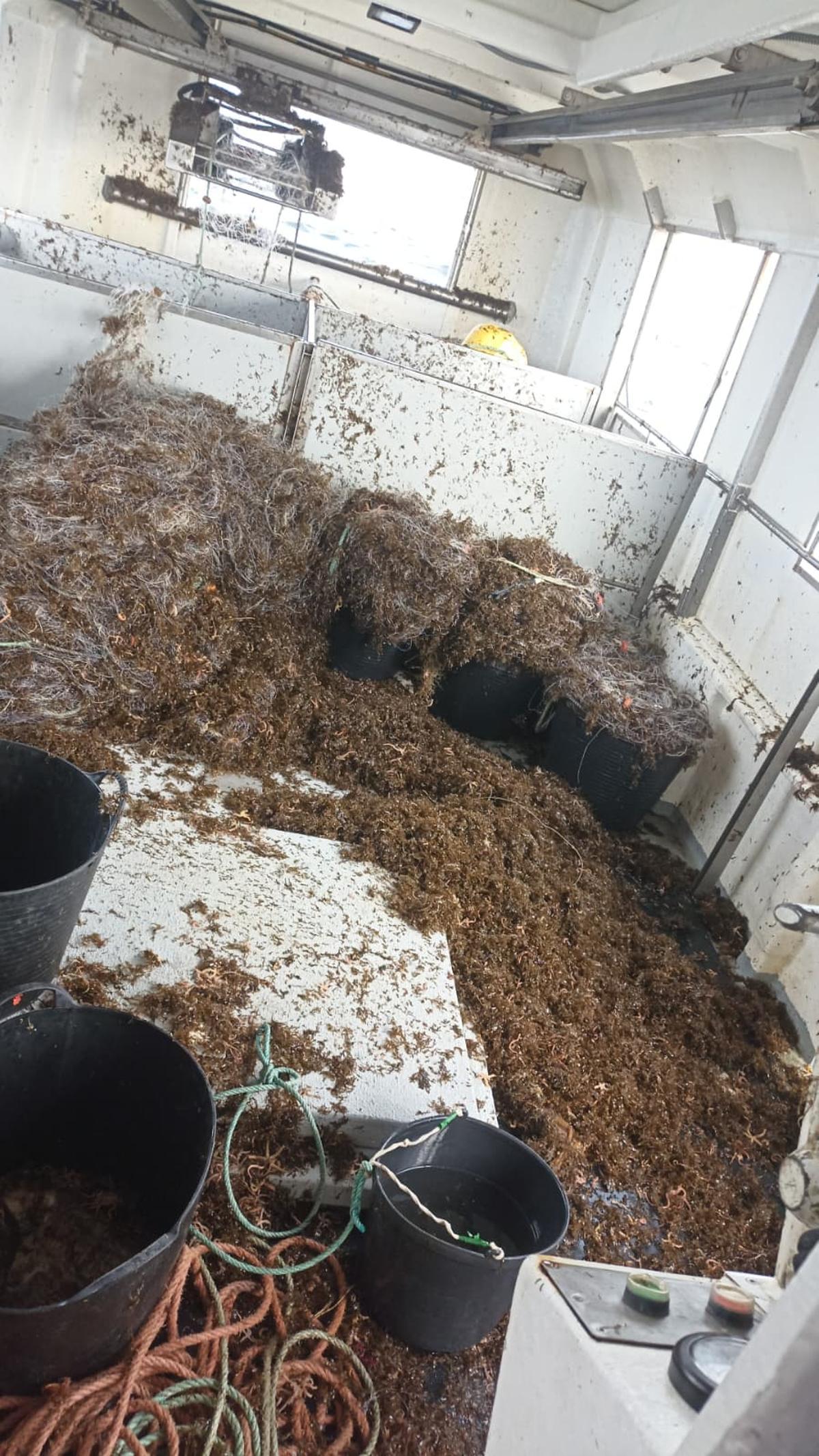Alga asiática a bordo de una embarcación en la ría de Arousa.