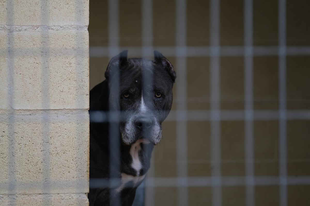 La Protectora de Animales de Málaga, a finales de octubre La Protectora de Animales de Málaga, a finales de octubre