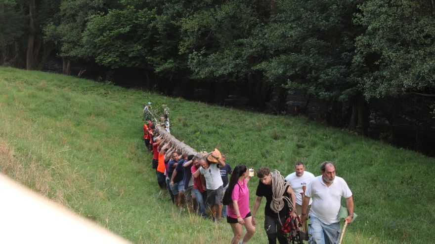 El &#039;arbolón&#039; ya luce en Cangas del Narcea para orgullo de sus 50 porteadores
