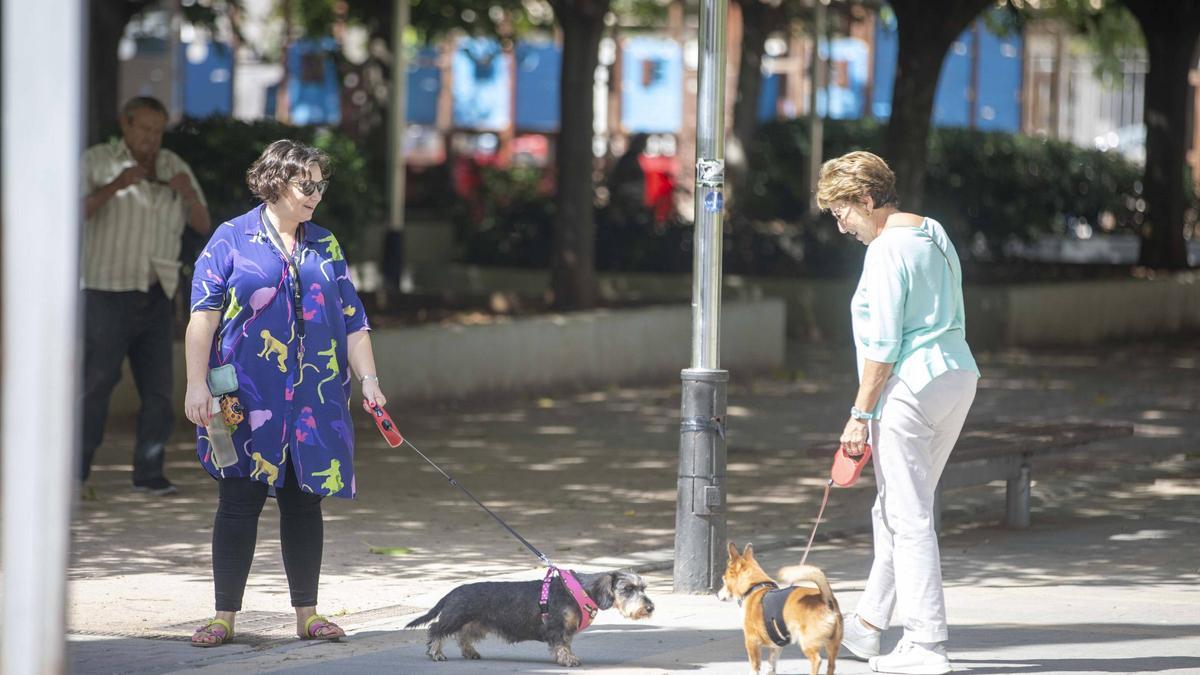 Los veterinarios de Baleares critican la "confusión" que genera el seguro obligatorio para mascotas de la Ley de Bienestar Animal
