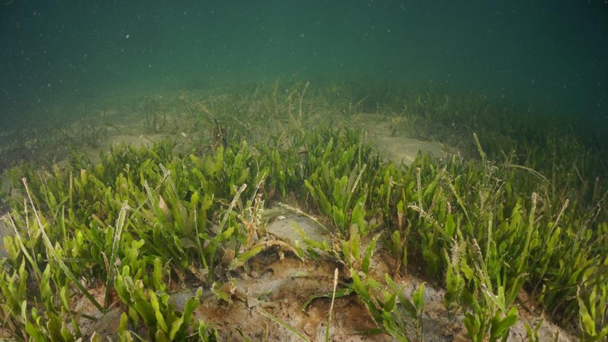 El Oceanográfico refuerza su investigación en predecir el colapso ambiental del Mar Menor