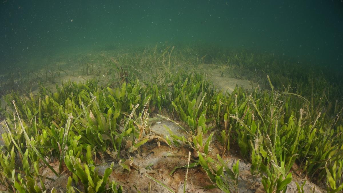 Fondos de fanerógamas en el Mar Menor en 2017.