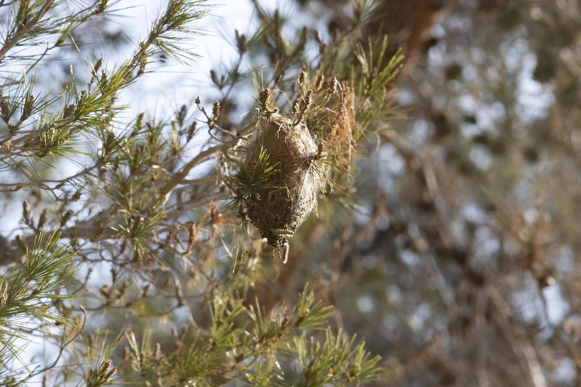 La procesionaria, una plaga que se expande en las zonas naturales