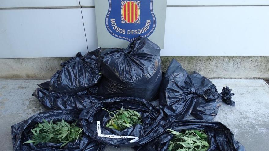 Els enxampen carregant marihuana a un vehicle al carrer Cendrassos de Figueres