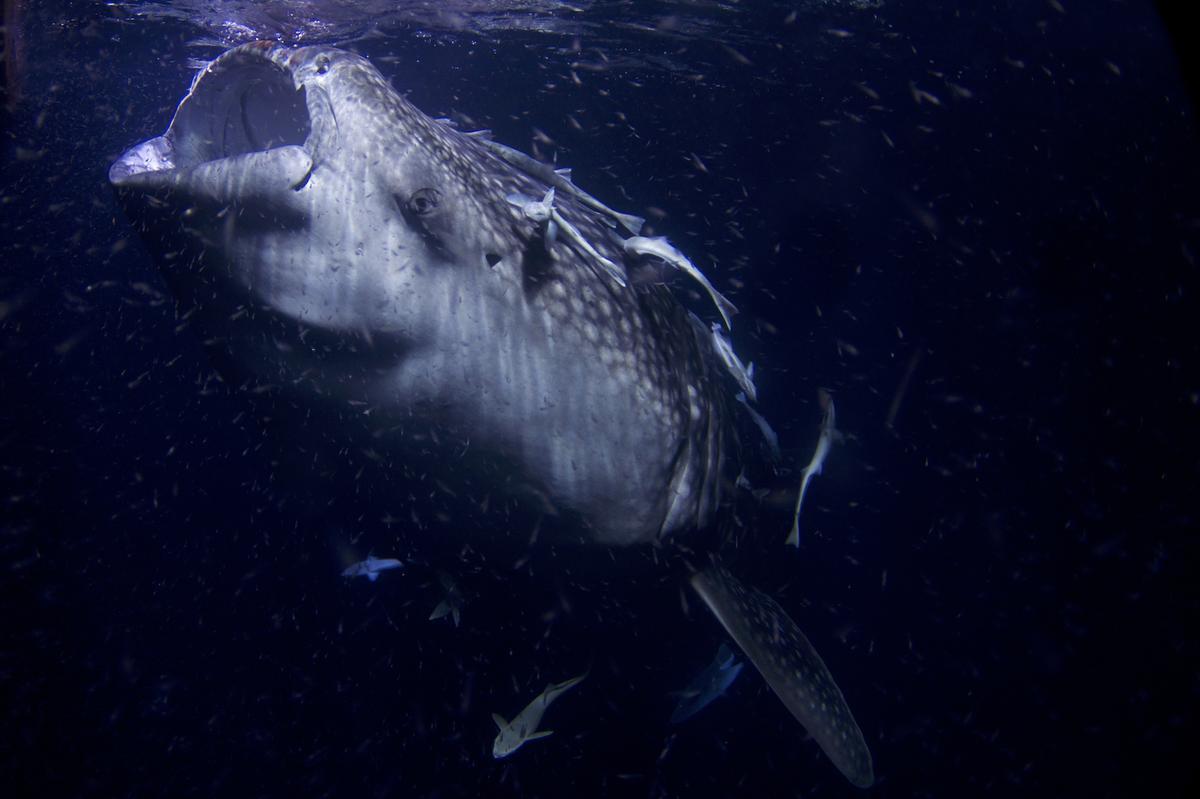 Tiburón ballena de ocho metros de largo, filtrando plancton por la noche, en Maldivas.
