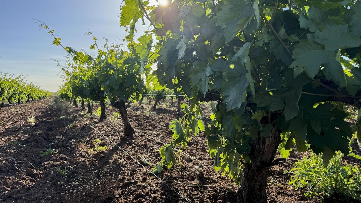 Viñedos inscritos en la Denominación de Origen Cava.